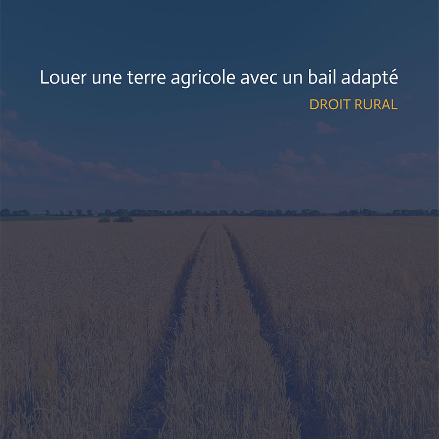 Champ de blé illustrant la mise en place d’un bail rural en fermage ou en métayage pour l’exploitation agricole.