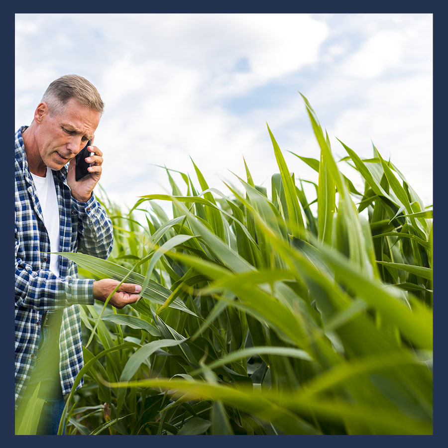 Un agriculteur au téléphone dans un champ de céréales, symbolisant l’accompagnement des notaires auprès des professionnels du monde rural.