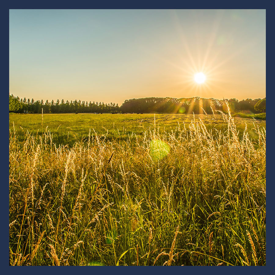 Champ agricole bordé d’une haie, illustrant les engagements prévus dans les baux environnementaux pour protéger la biodiversité.