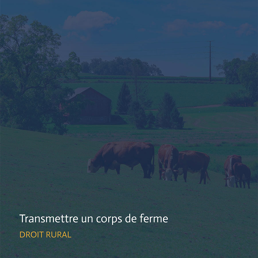 Ferme avec vaches au pâturage, bâtiment agricole et terres cultivées illustrant l’importance d’anticiper pour transmettre un corps de ferme.