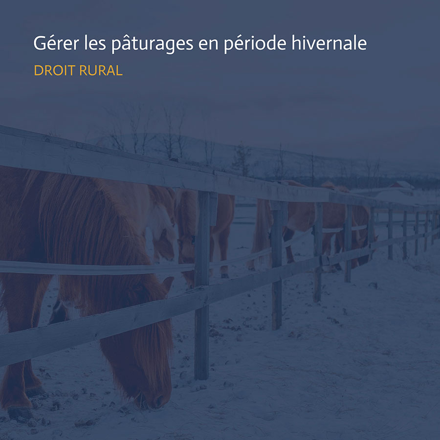 Chevaux dans un enclos enneigé, illustrant les règles hivernales des baux ruraux.