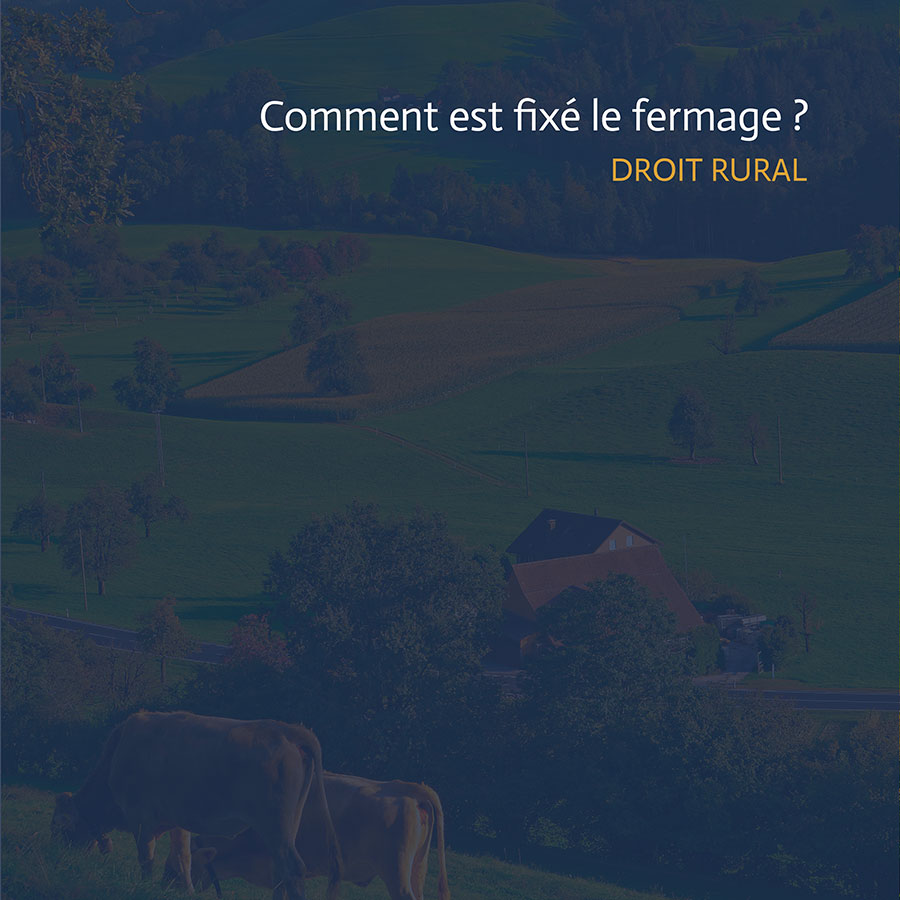 Vaches dans un champ exploité dans le cadre d’un bail rural